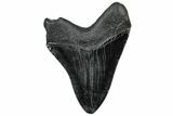 Fossil Megalodon Tooth - South Carolina #300225-1